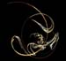 Calligraphy